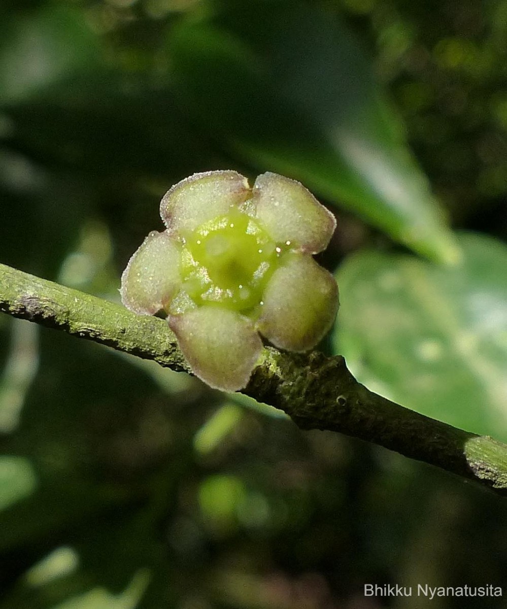 Euonymus walkeri Wight